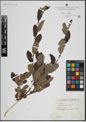 Foto von Salix atrocinerea Brot.